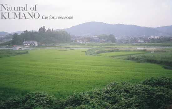 熊野町の田園風景の写真