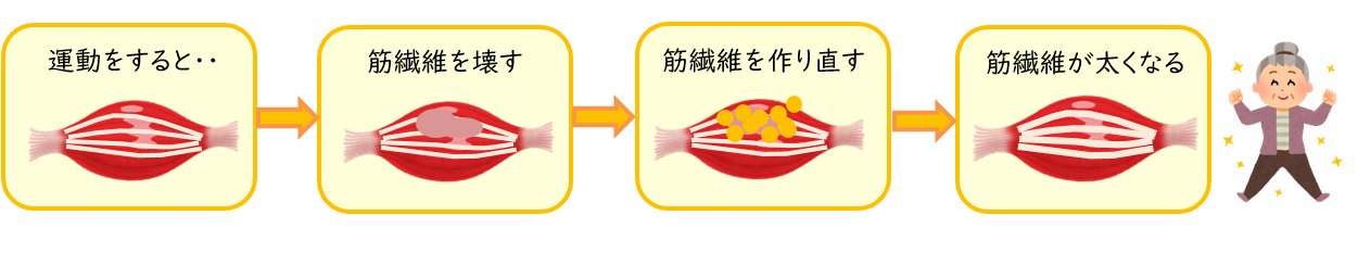 筋肉がつく過程