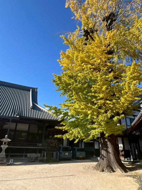 光教坊の大イチョウの画像
